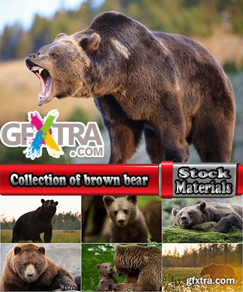 Collection of brown bear nature landscape forest tree 25 HQ Jpeg