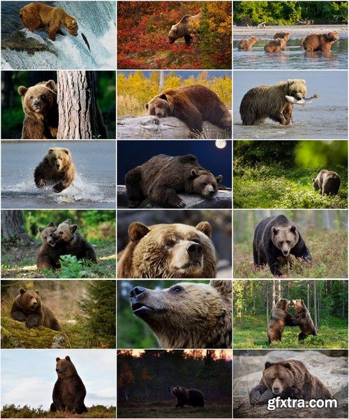 Collection of brown bear nature landscape forest tree 25 HQ Jpeg