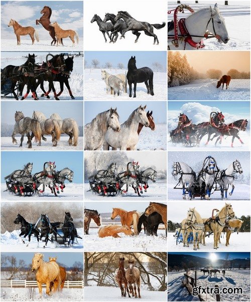 Collection of three horses running Horse winter frost nature landscape 25 HQ Jpeg