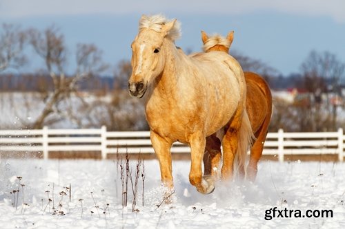 Collection of three horses running Horse winter frost nature landscape 25 HQ Jpeg