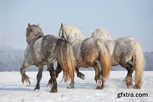 Collection of three horses running Horse winter frost nature landscape 25 HQ Jpeg