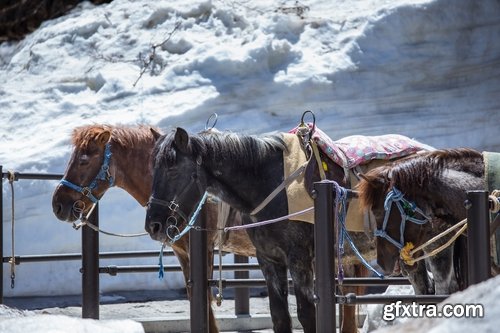 Collection of three horses running Horse winter frost nature landscape 25 HQ Jpeg