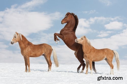 Collection of three horses running Horse winter frost nature landscape 25 HQ Jpeg