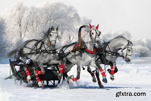 Collection of three horses running Horse winter frost nature landscape 25 HQ Jpeg