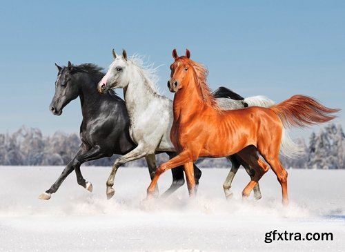 Collection of three horses running Horse winter frost nature landscape 25 HQ Jpeg