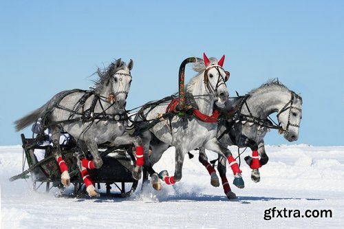 Collection of three horses running Horse winter frost nature landscape 25 HQ Jpeg