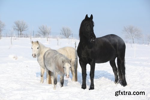 Collection of three horses running Horse winter frost nature landscape 25 HQ Jpeg