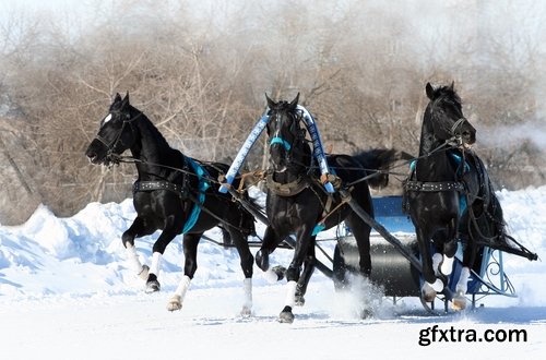 Collection of three horses running Horse winter frost nature landscape 25 HQ Jpeg