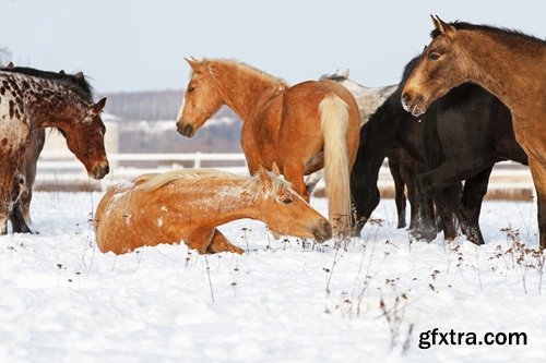 Collection of three horses running Horse winter frost nature landscape 25 HQ Jpeg