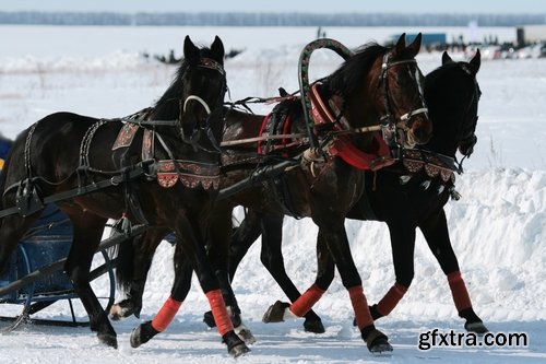 Collection of three horses running Horse winter frost nature landscape 25 HQ Jpeg