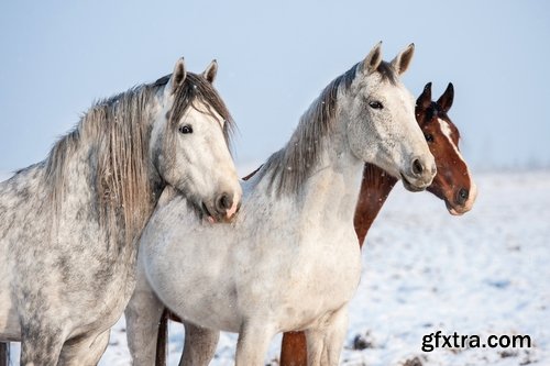 Collection of three horses running Horse winter frost nature landscape 25 HQ Jpeg