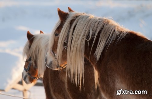 Collection of three horses running Horse winter frost nature landscape 25 HQ Jpeg