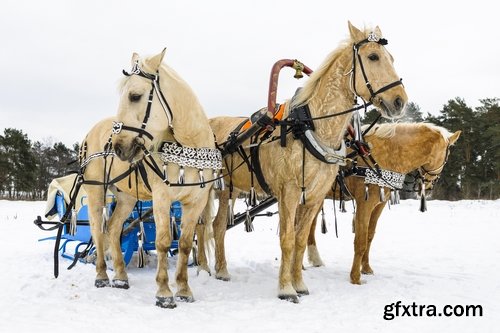 Collection of three horses running Horse winter frost nature landscape 25 HQ Jpeg