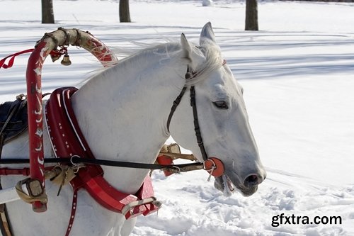 Collection of three horses running Horse winter frost nature landscape 25 HQ Jpeg