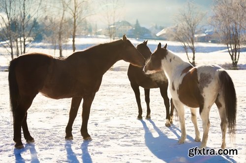 Collection of three horses running Horse winter frost nature landscape 25 HQ Jpeg