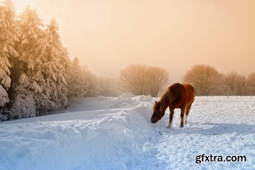 Collection of three horses running Horse winter frost nature landscape 25 HQ Jpeg