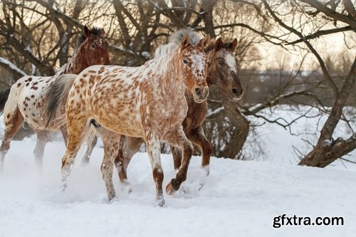 Collection of three horses running Horse winter frost nature landscape 25 HQ Jpeg