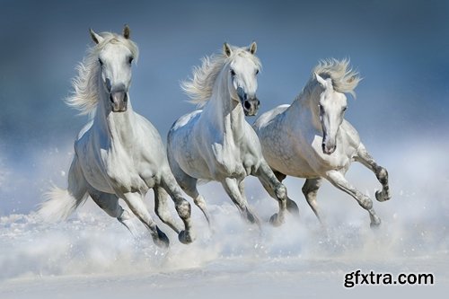 Collection of three horses running Horse winter frost nature landscape 25 HQ Jpeg