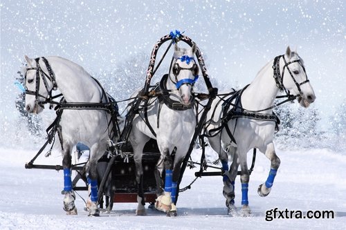 Collection of three horses running Horse winter frost nature landscape 25 HQ Jpeg