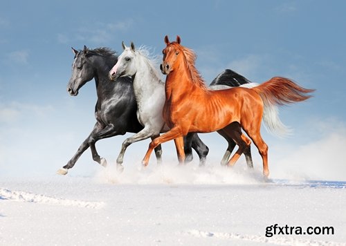 Collection of three horses running Horse winter frost nature landscape 25 HQ Jpeg