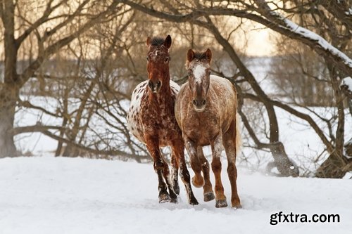 Collection of three horses running Horse winter frost nature landscape 25 HQ Jpeg