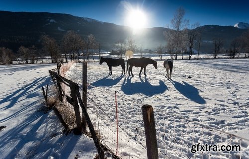 Collection of three horses running Horse winter frost nature landscape 25 HQ Jpeg