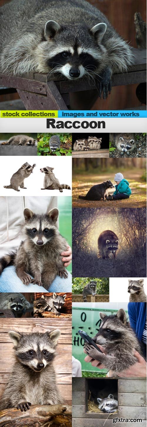 Raccoon, 15 x UHQ JPEG