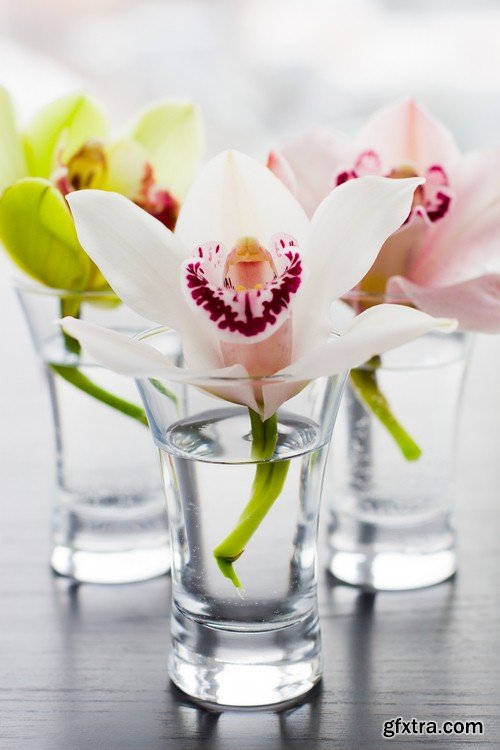 Flower in a glass