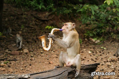 Funny monkey