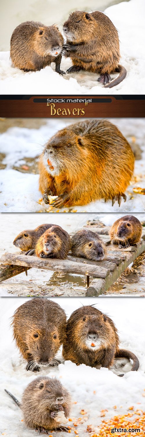 Beavers