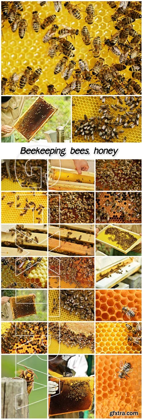 Beekeeping, bees, honey