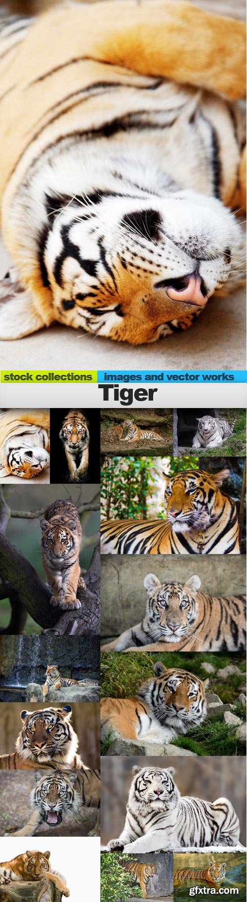 Tiger 2, 15 x UHQ JPEG