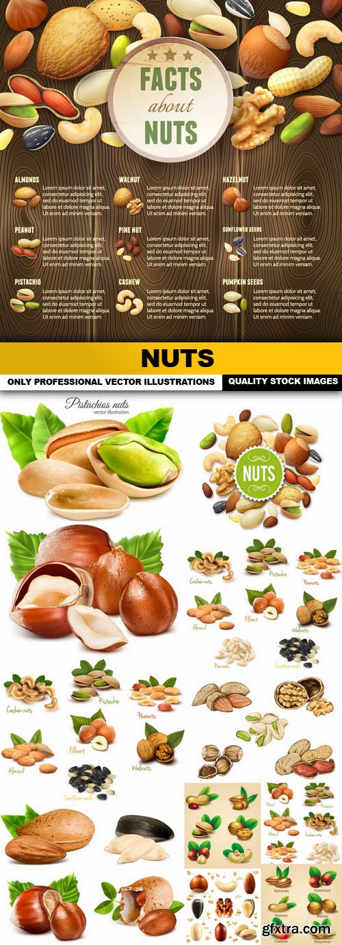 Nuts - 12 Vector