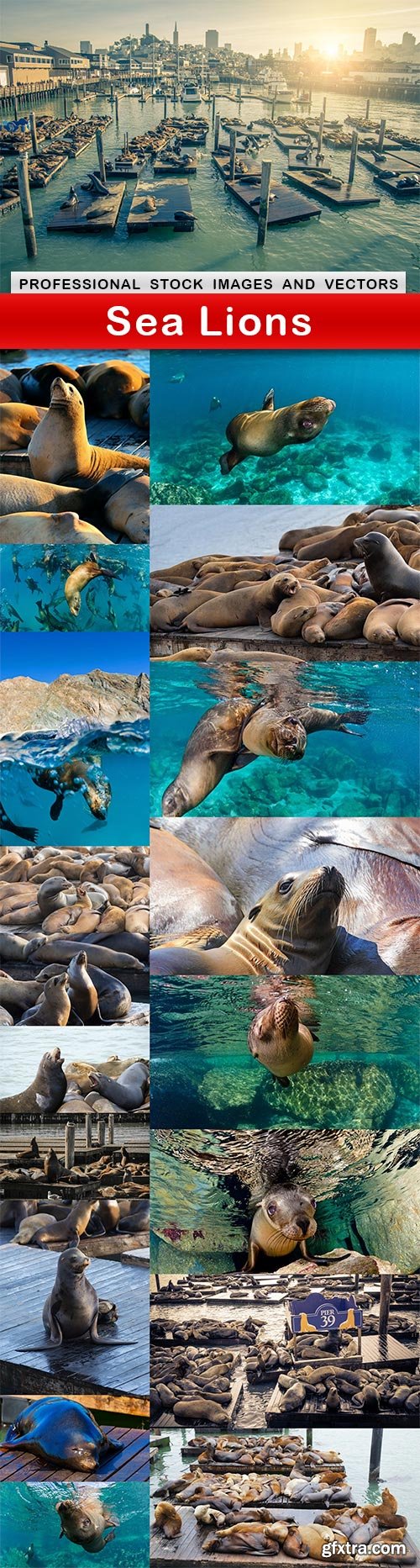 Sea Lions - 19 UHQ JPEG