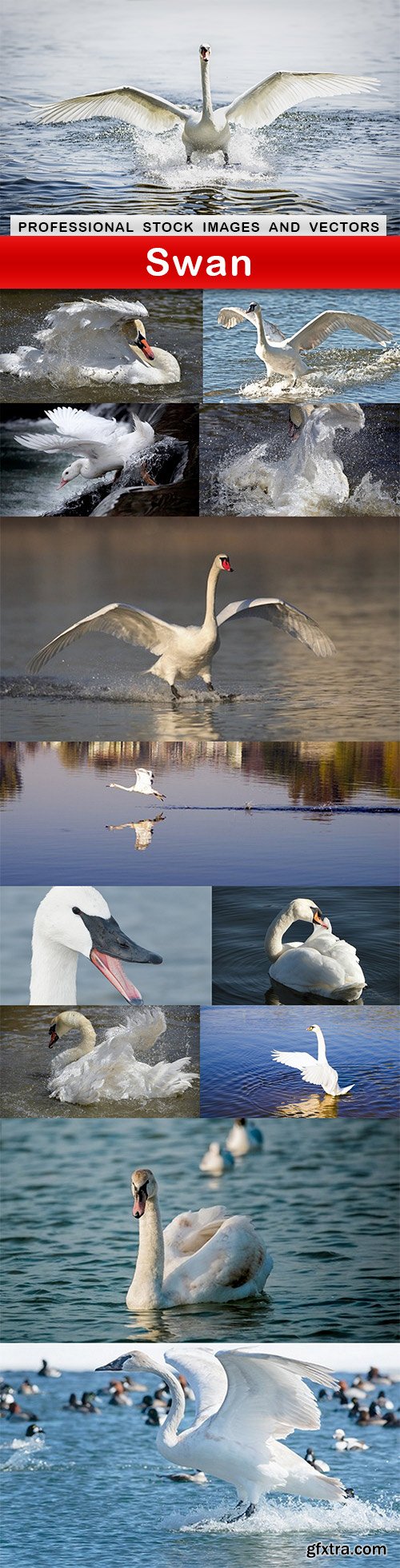 Swan - 13 UHQ JPEG