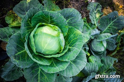 Collection vegetable cabbage salad 25 HQ Jpeg