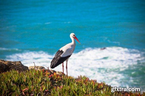 Stork