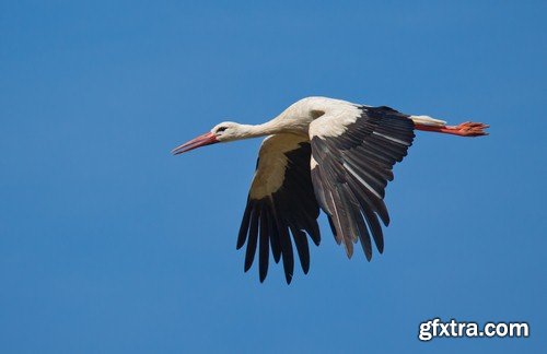 Stork