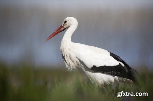 Stork