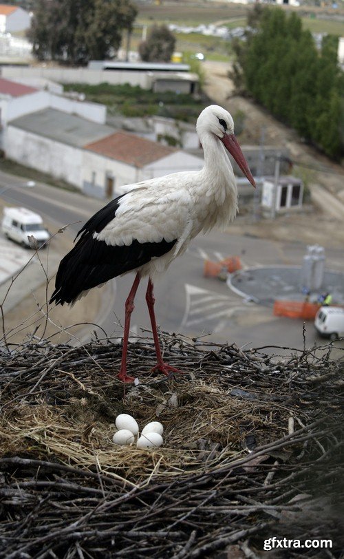 Stork