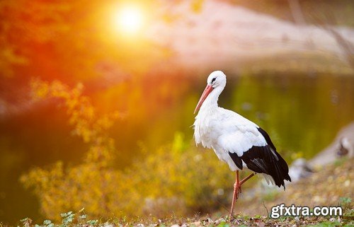 Stork