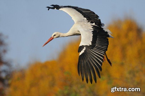 Stork