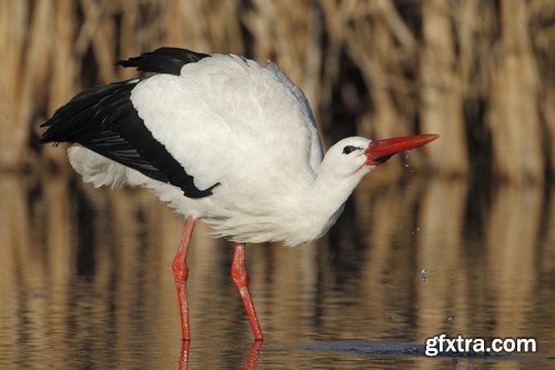 Stork