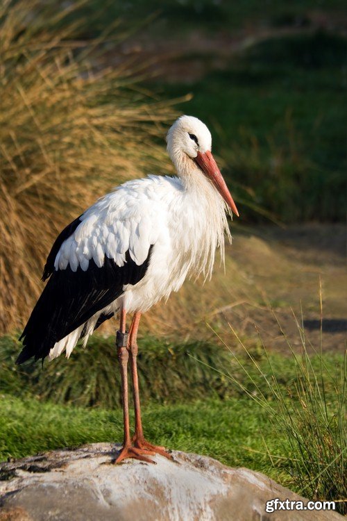 Stork