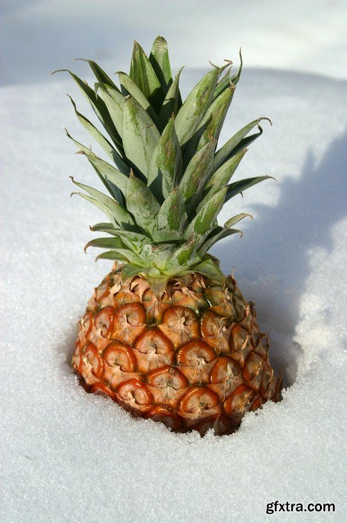 Fruits on the snow