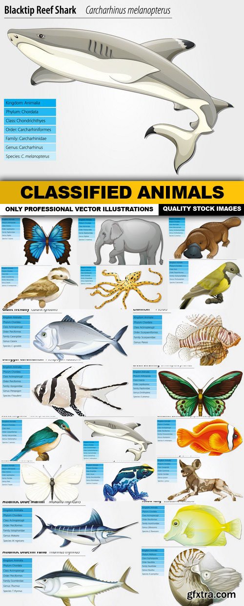 Classified Animals - 20 Vector