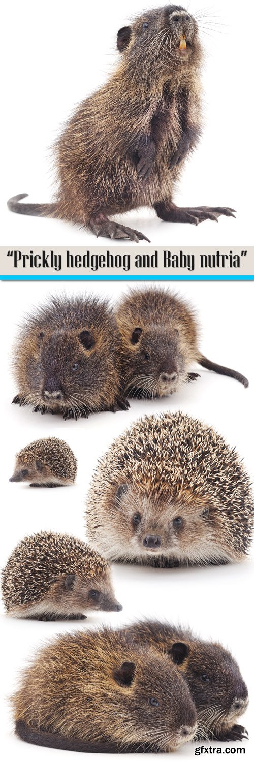 Prickly hedgehog and Baby nutria