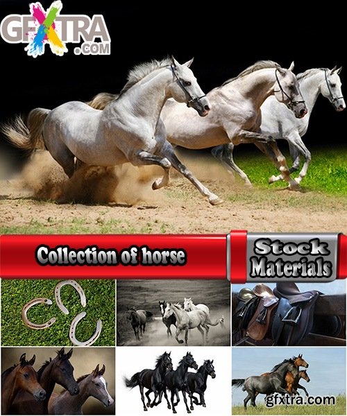 Collection of horse stallion horseshoe 25 HQ Jpeg