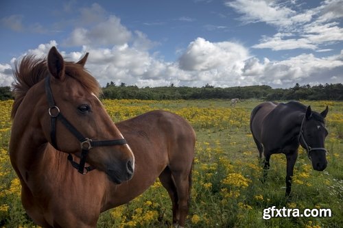 Collection of horse stallion horseshoe 25 HQ Jpeg