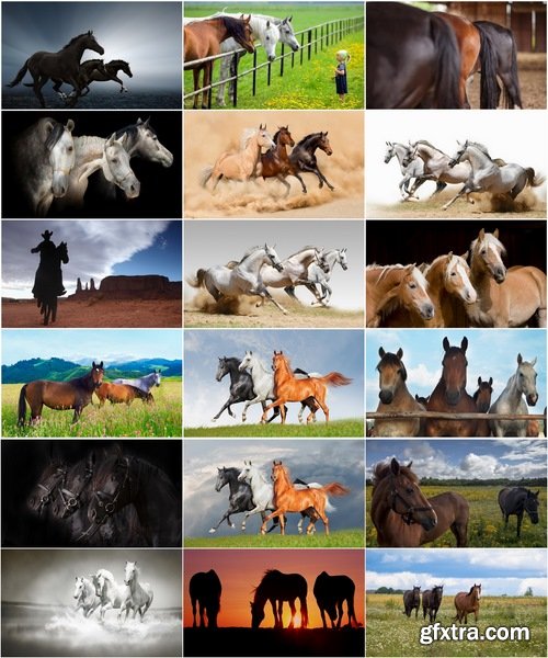 Collection of horse stallion horseshoe 25 HQ Jpeg